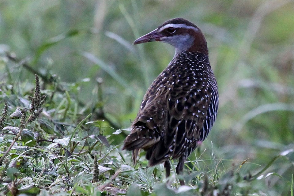 Buff-banded Rail (Gallirallus philippensis)